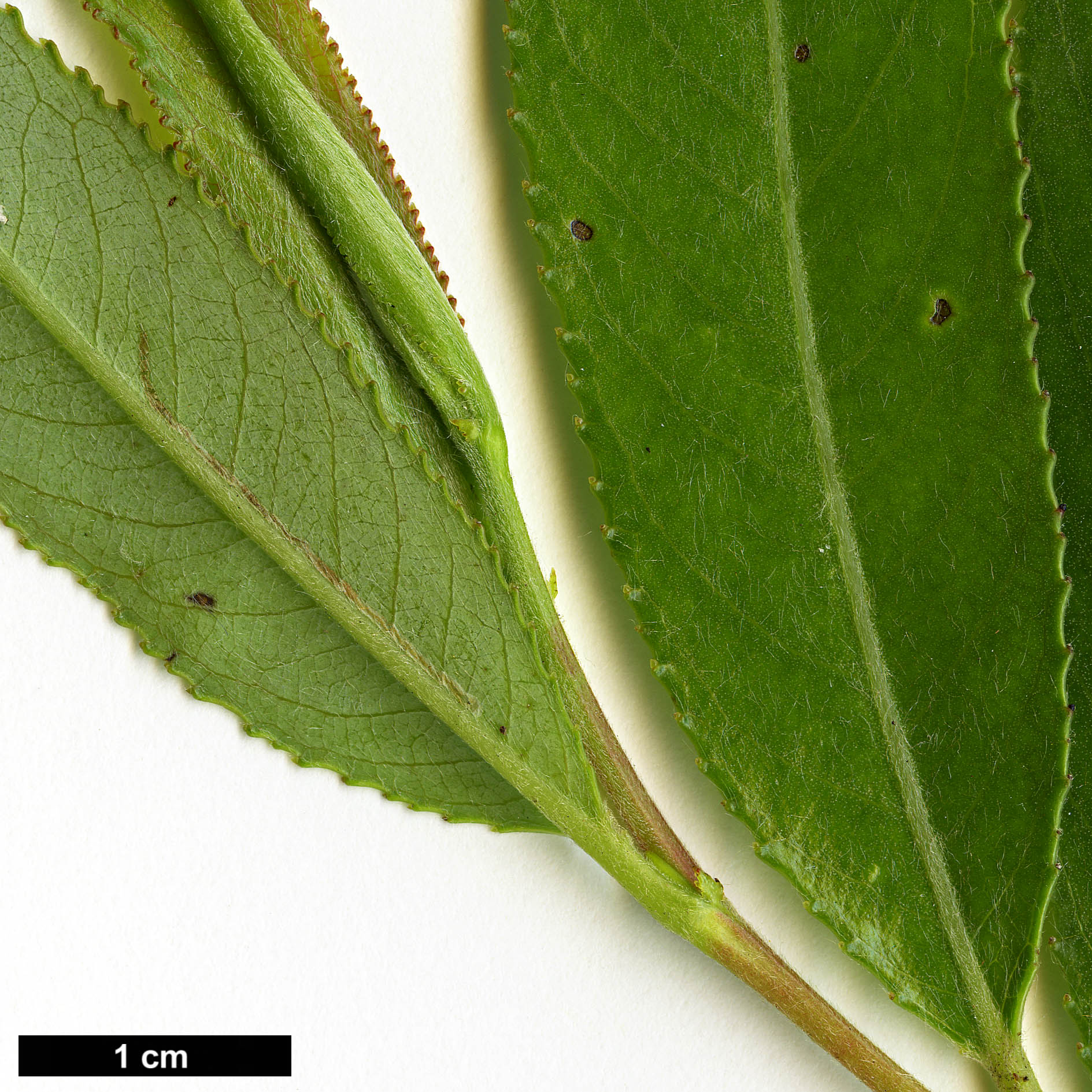 High resolution image: Family: Salicaceae - Genus: Salix - Taxon: ×fragilis - SpeciesSub: var. furcata